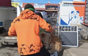 Acțiune de sterilizare a câinilor fără stăpân desfășurată de Protecția Animalelor Ilfov la Centrul comercial Doraly