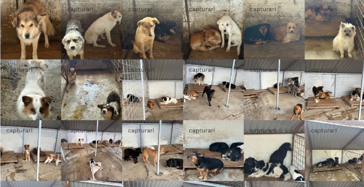 caini capturati