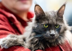 Pisică de rasă ținută în brațe