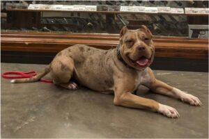 O cățelușă a dispărut în timpul accidentului auto al stăpânei sale