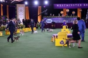 concursul canin Westminster Kennel Club