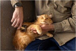 Pisică portocalie ce sta în brațele unui bărbat care o periează