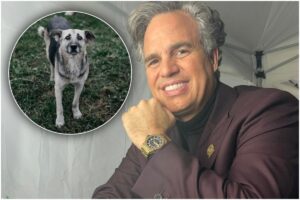 Actorul Mark Ruffalo se opune uciderii câinilor din Maroc