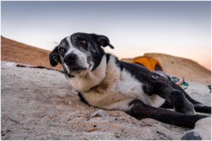 Câine negru cu privire tristă stând pe nisip