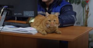 motanul companiei Polaris M Holding