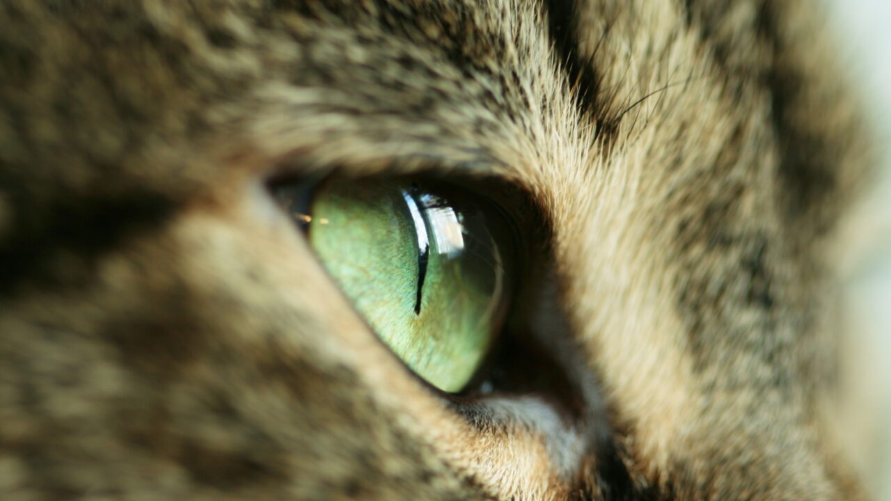 Ochi de pisică