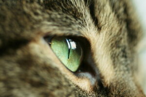 Ochi de pisică
