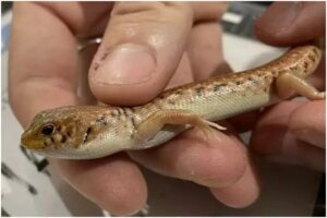 Una dintre șopârlele recuperate de autorități în timpul expedierii