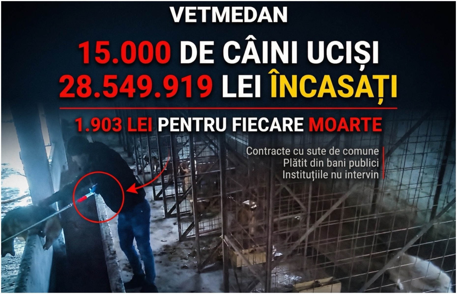 Imagine din adăpostul ilegal în care se eutanasiază câini din bani publici