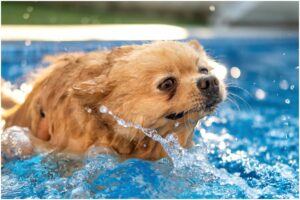 Câine care înoată în piscină
