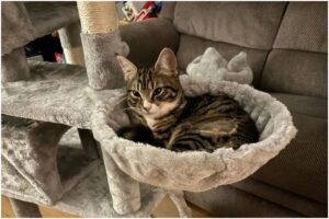 Pisica Annie într-un culcuș în noua ei casă