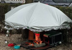 pisica-fara-adapost-protejata-de-ploaie