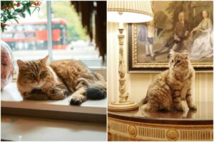 Pipica Lilibet de la hotelul The Lanesborough