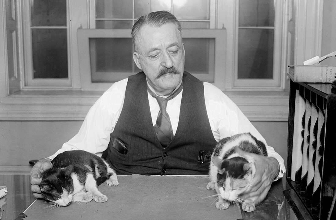 pisica-lui-schrodinger