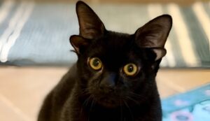 Motan negru cu patru urechi