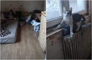 pisici in conditii insalubre