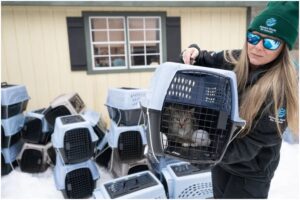 Pisică într-o cușcă de transport