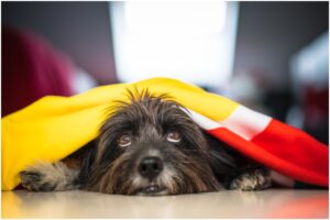 Câine negru sub o pătură privind speriat