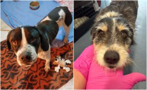 Câinele agresat din Galați și cățelușa pe care era la un pas să o ucidă
