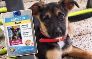 catel cu zgarda rosie