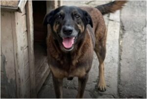 Cățelușa Orelha, ucisă de un grup de adolescenți