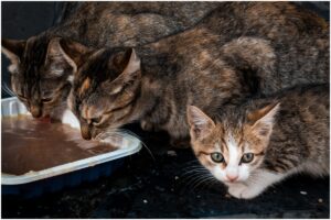 Trei pui de pisică beau dintr-un recipient