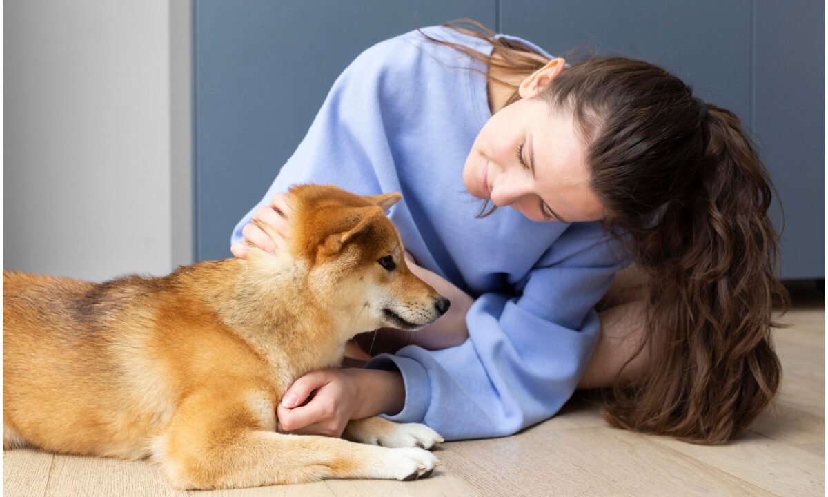 Un câine Shiba Inu mângâiat de o femeie