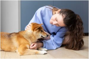 Un câine Shiba Inu mângâiat de o femeie