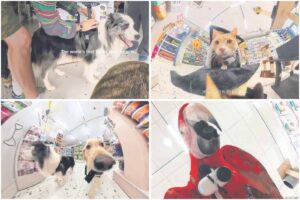 Animale purtând camere video