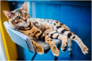 O pisică bengaleză stând pe un scaun albastru