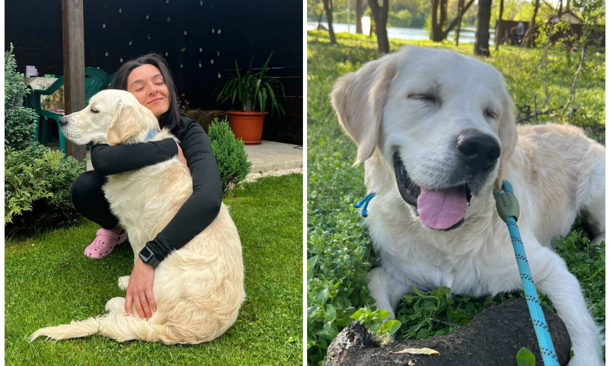Colaj cu Roli, golden retriever, si Ilinca