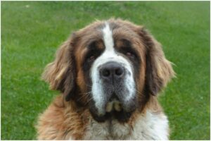 Câine Saint Bernard