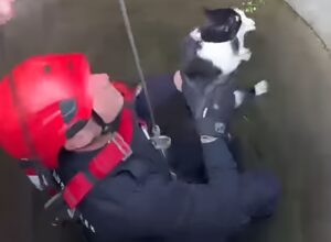 Un pompier din Giurgiu scoate o pisică dintr-o fântână