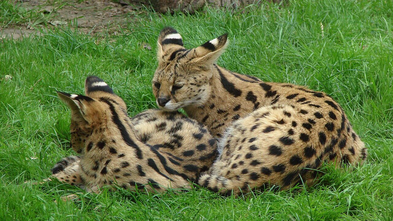 doi servali in iarba