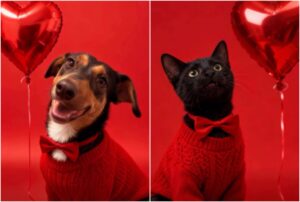 Câini și pisici disponibili pentru adopție la târgul organizat de Dragobete de Primăria Sectorului 1