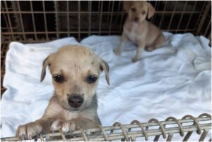 Pui de câine într-o cușcă