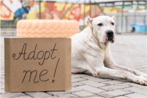 Un câine alb stă pe jos, lângă un panou pe care scrie „Adopt me!”