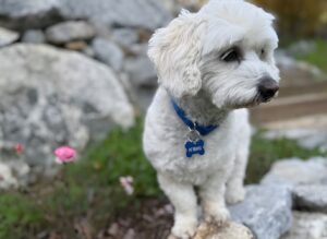 Teddy, câinele desemnat 2026 Rescue Dog of the Year
