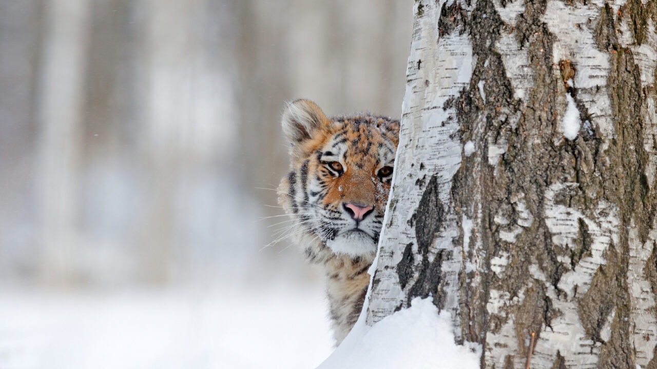Tigru siberian în spatele unui copac