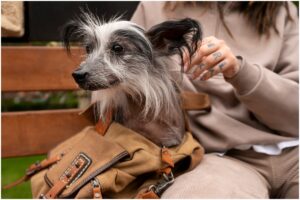 Câine ciufulit în geanta unei femei