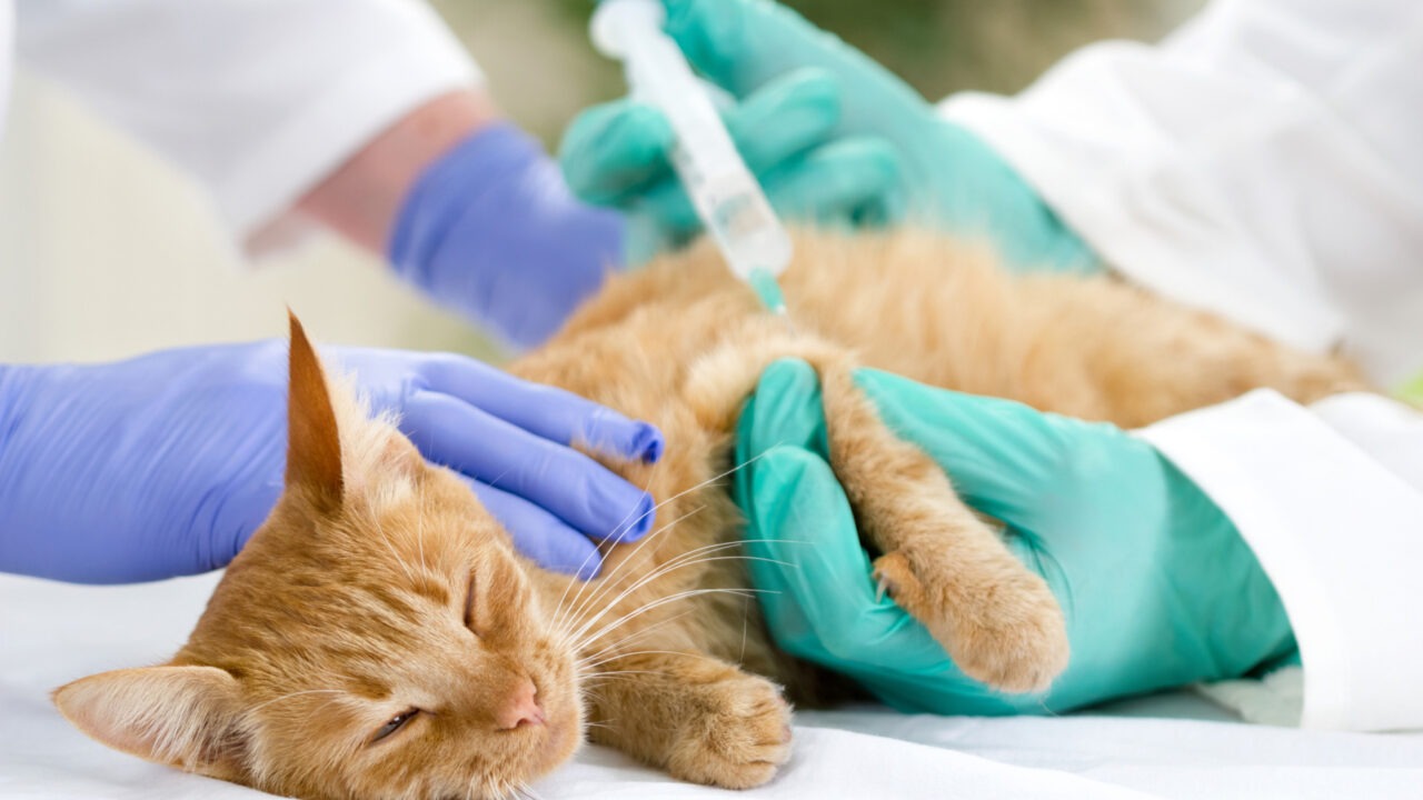 Un medic veterinar vaccinează o pisică în timp ce un asistent o ține imobilizată