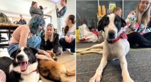 ziua cateilor la birou