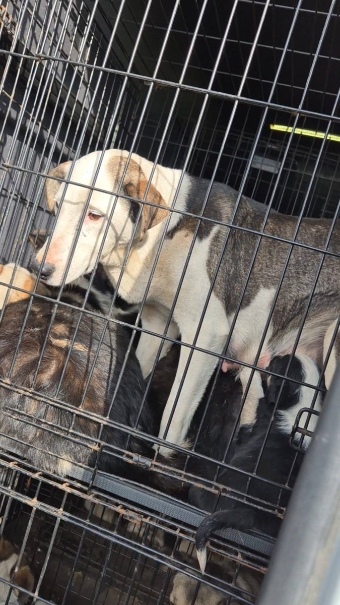 654968658_26259216433697423_4975637548523903445_n