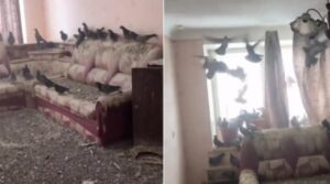 porumbei in apartament