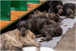 câini care stau pe podea