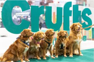 Câini la competiția Crufts 2026
