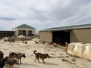 Adăpost construit de PETA pentru câinii din Orientul Mijlociu