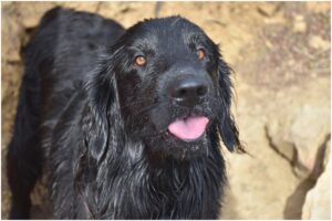 Câine negru cu limba scoasă