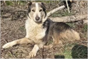 Câine care stă pe pământ