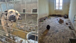 animale tinute in conditii socante la uzunu